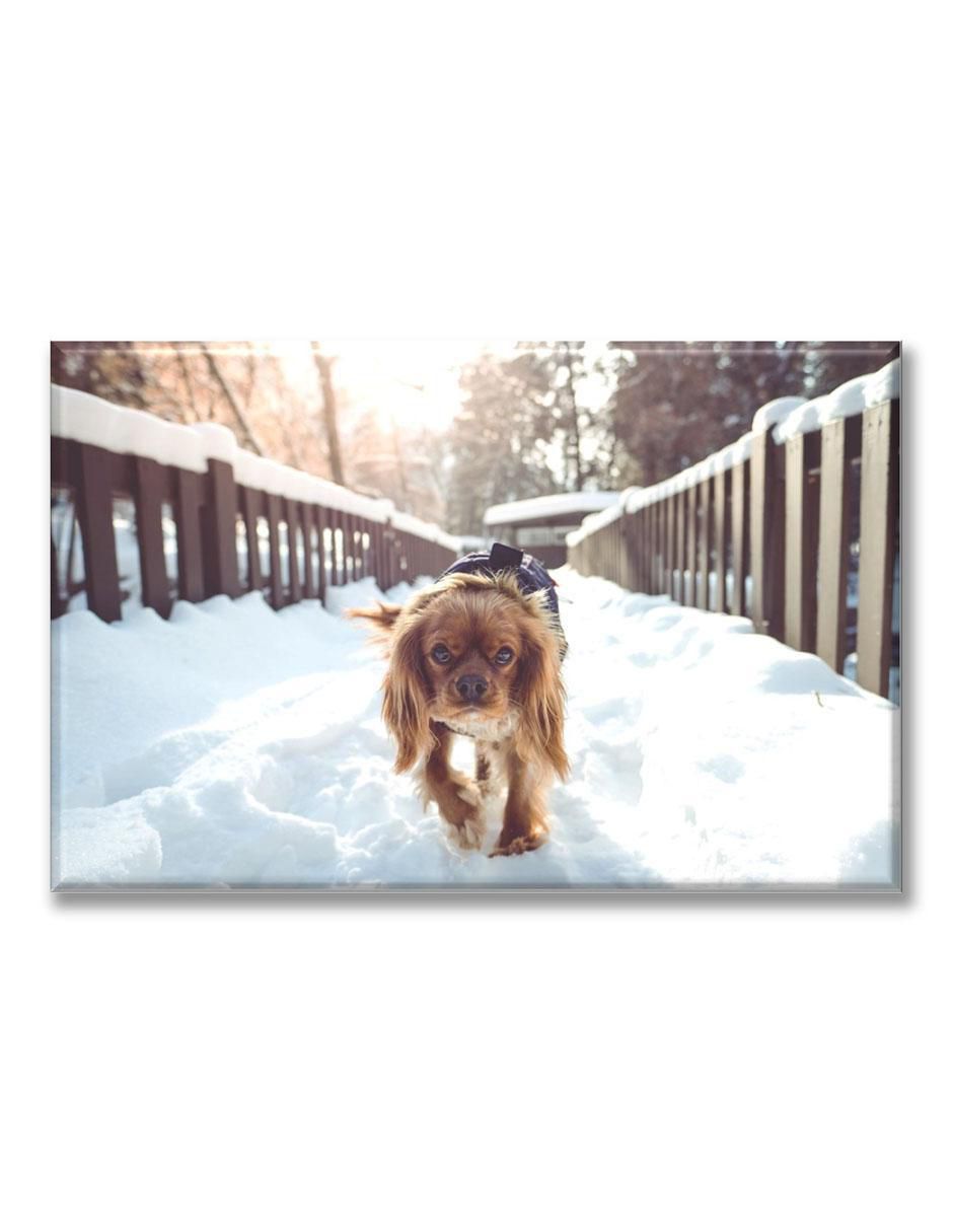 Cuadro decorativo Cachorro en la nieve