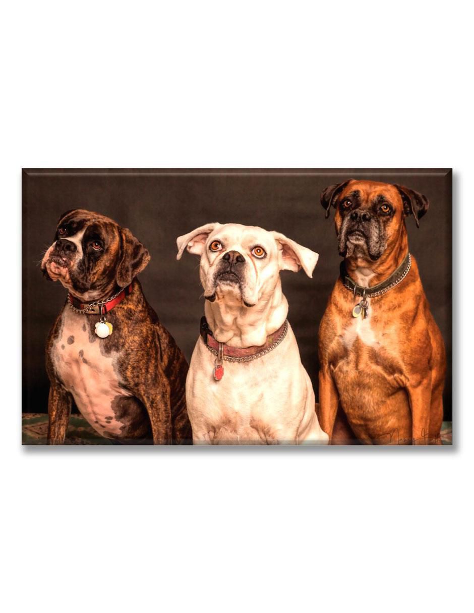 Cuadro decorativo Perros bóxer Cuadro decorativo Perros bóxer