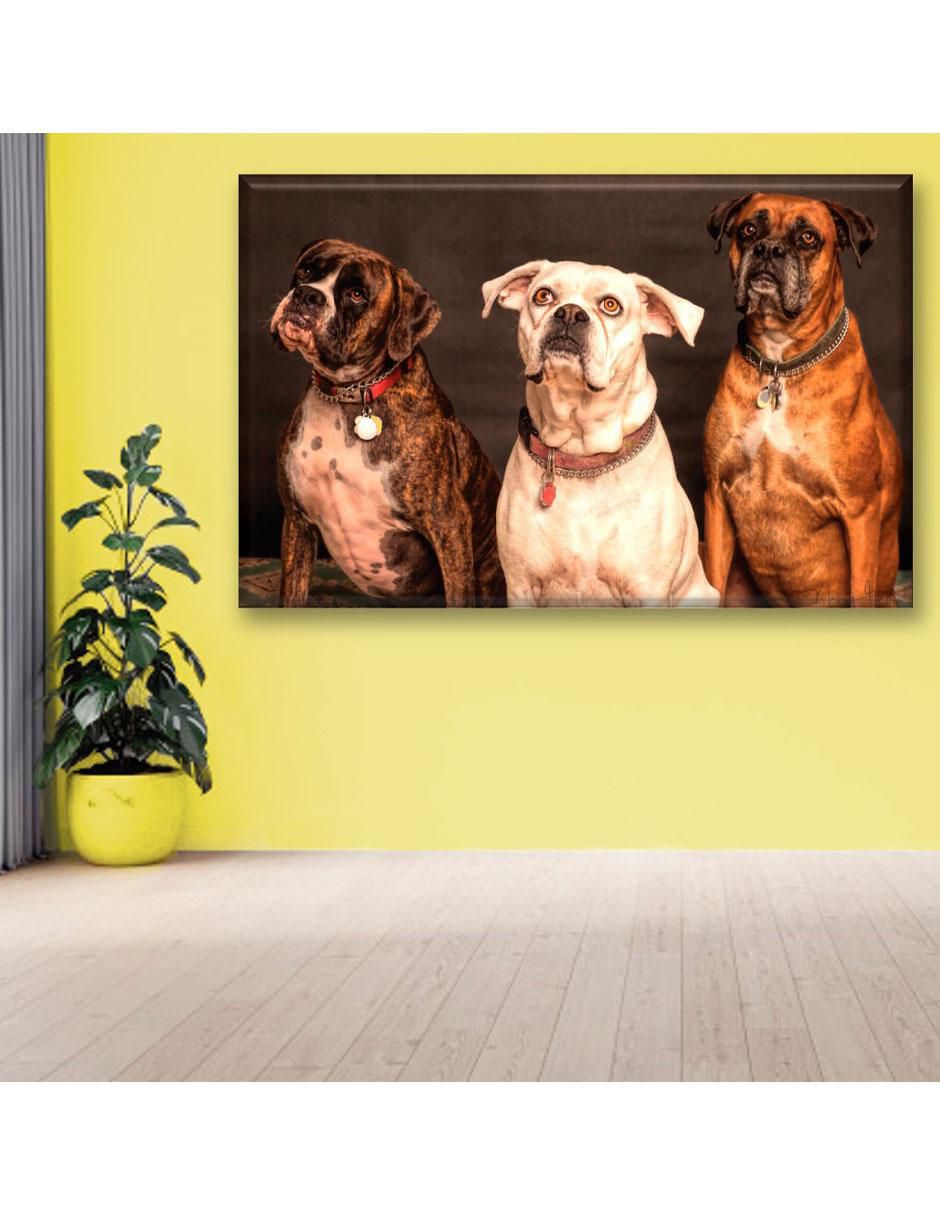 Cuadro decorativo Perros bóxer 3