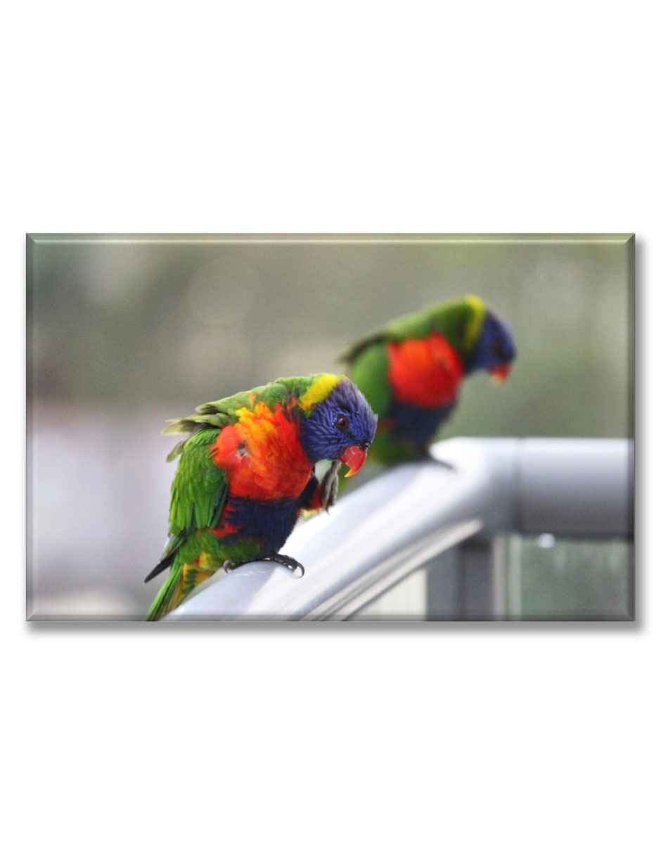 Cuadro decorativo Loros cuellirojo