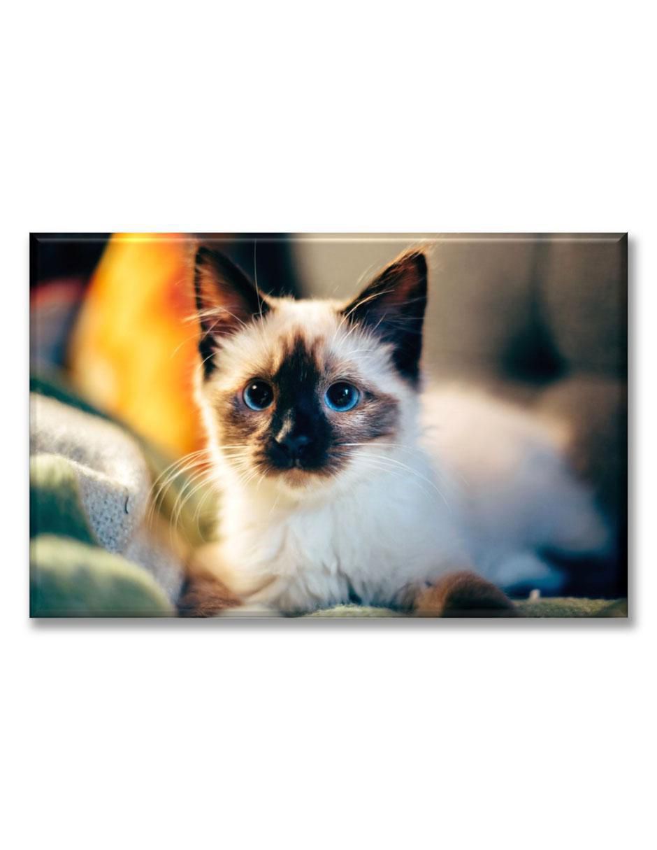 Cuadro decorativo Gatito siamés Cuadro decorativo Gatito siamés