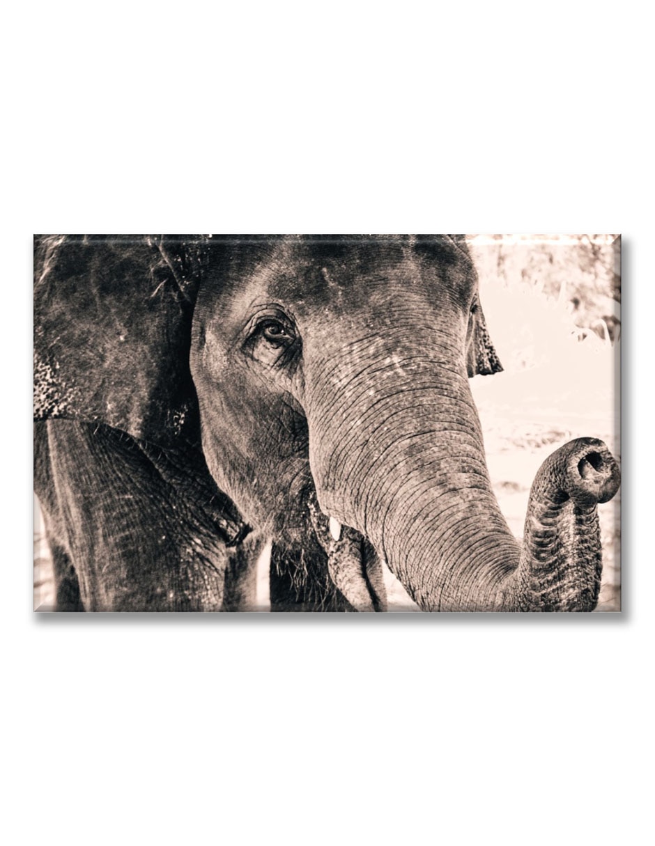 Cuadro decorativo Elefante