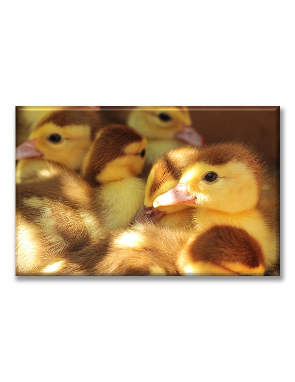 Cuadro decorativo Patitos