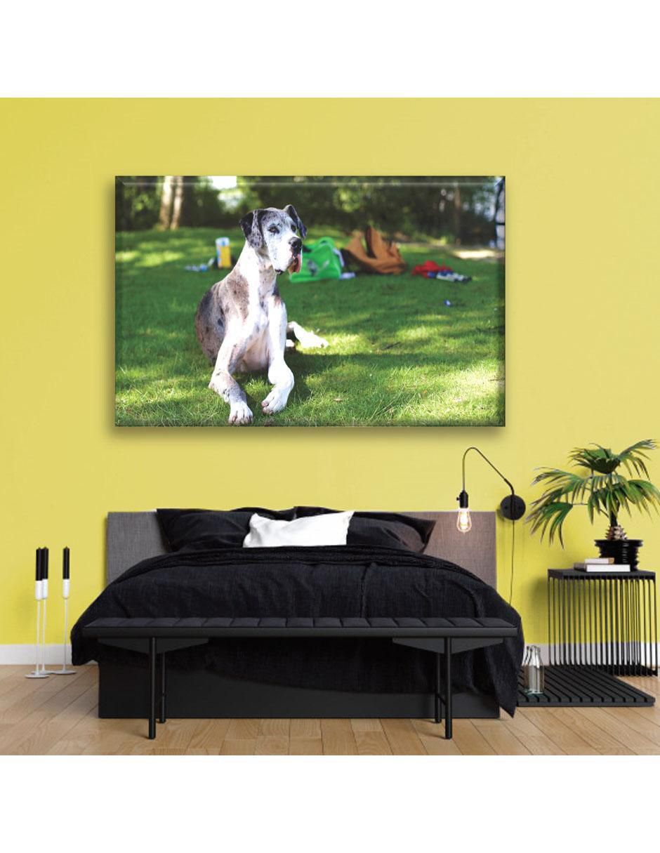 Cuadro decorativo Gran danés 3