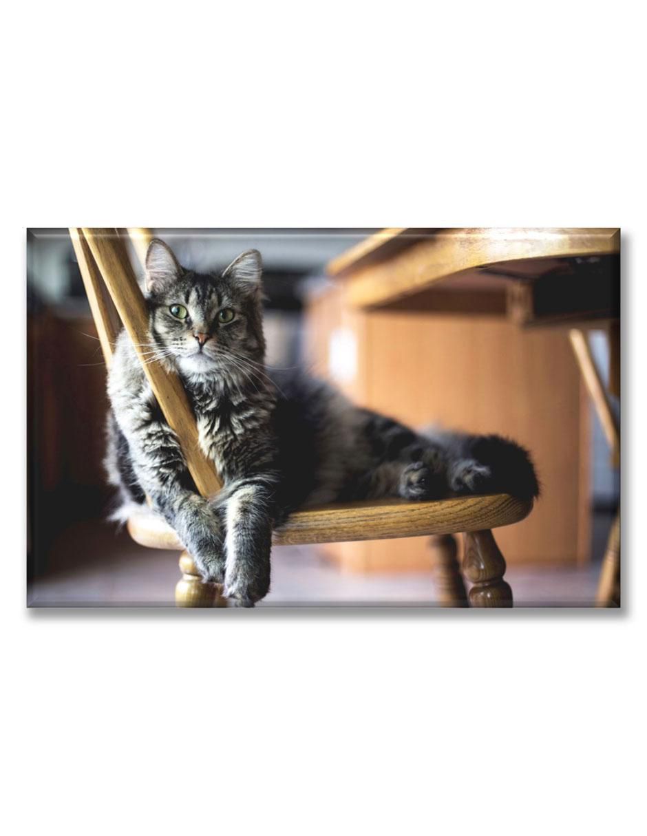 Cuadro decorativo Gato descansando