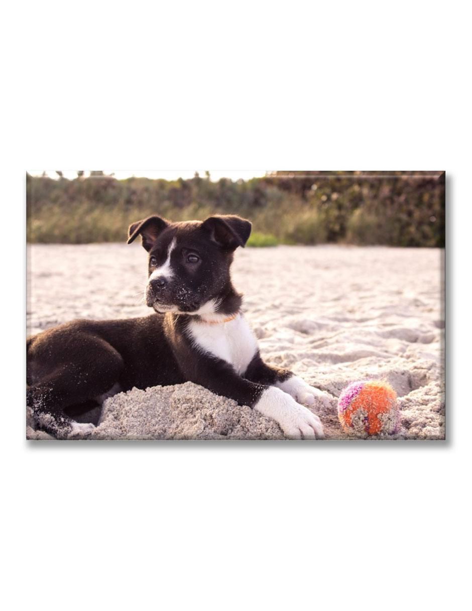 Cuadro decorativo Cachorro en la playa Cuadro decorativo Cachorro en la playa