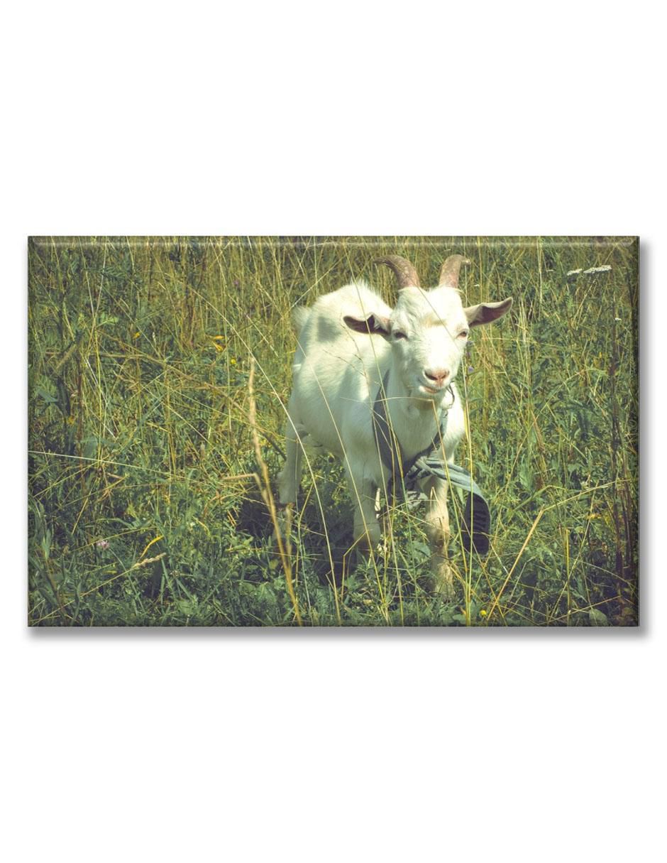 Cuadro decorativo Cabra pastando Cuadro decorativo Cabra pastando