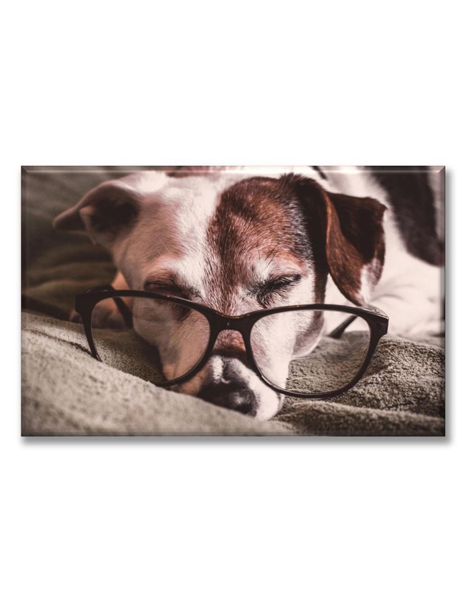Cuadro decorativo Perrito estudioso