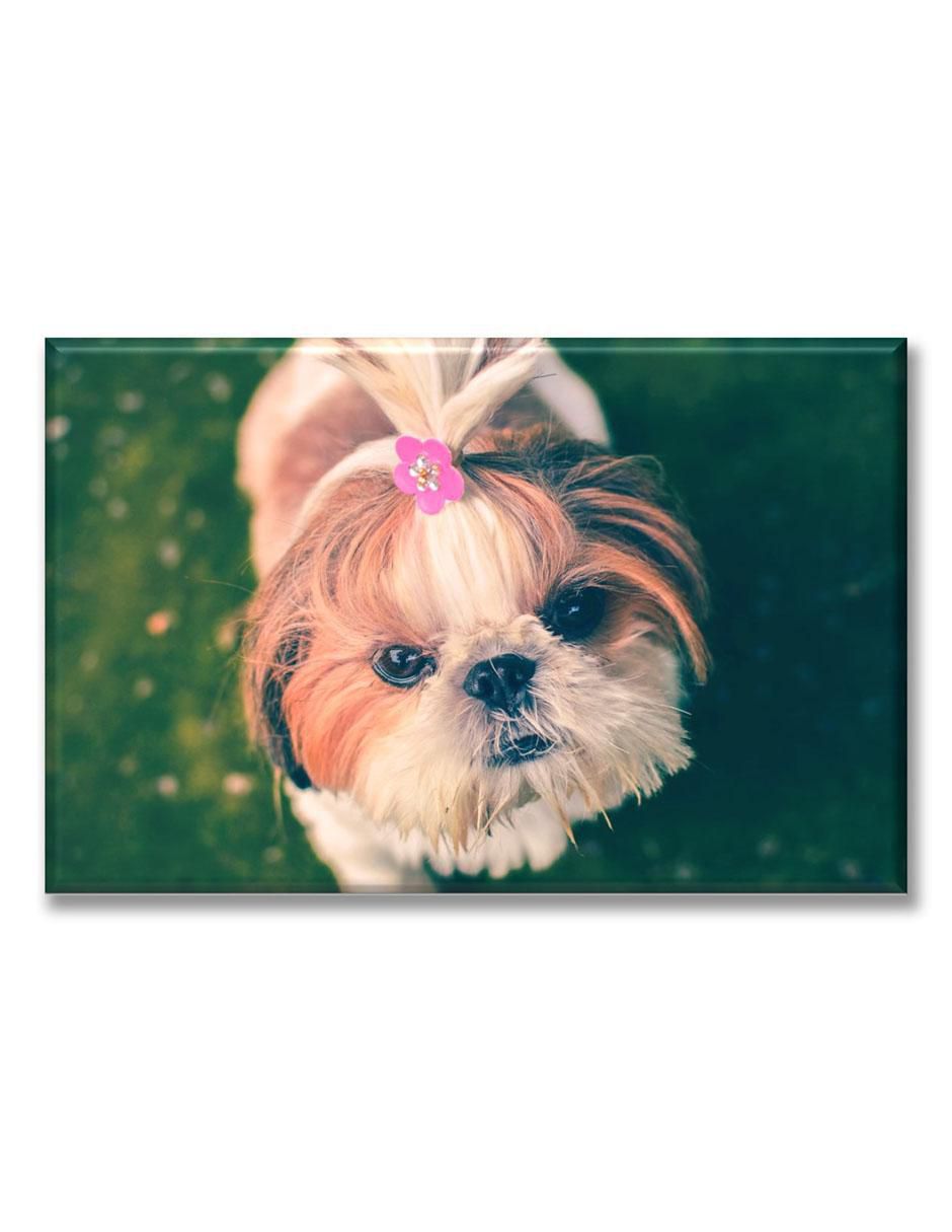 Cuadro decorativo Bichón maltés