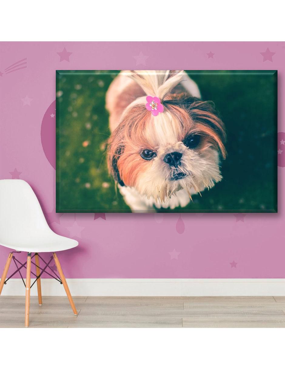 Cuadro decorativo Bichón maltés 3