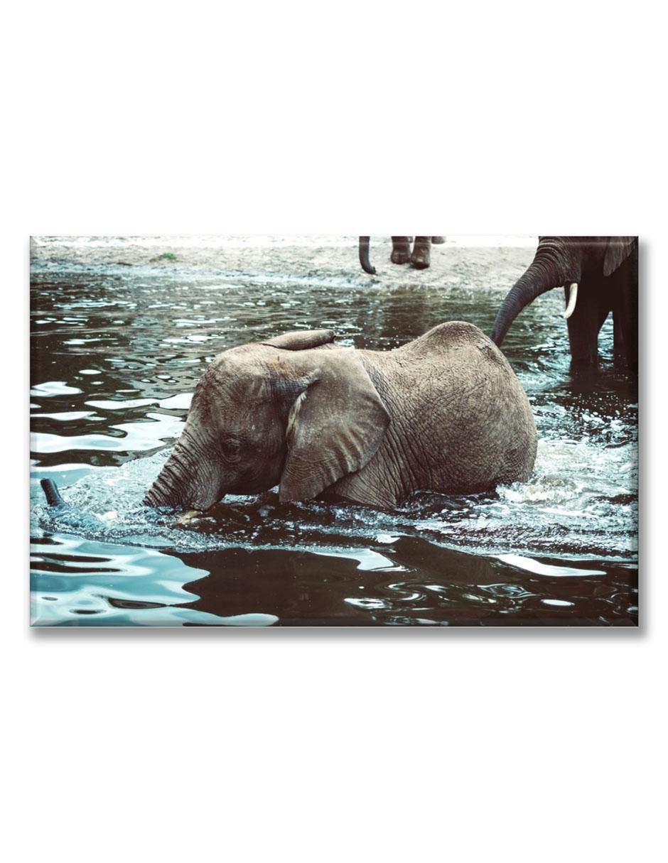 Cuadro decorativo Elefante nadando Cuadro decorativo Elefante nadando