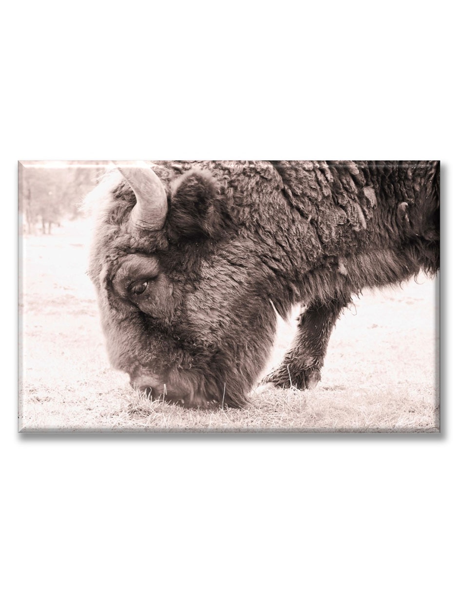 Cuadro decorativo Bison en la nieve