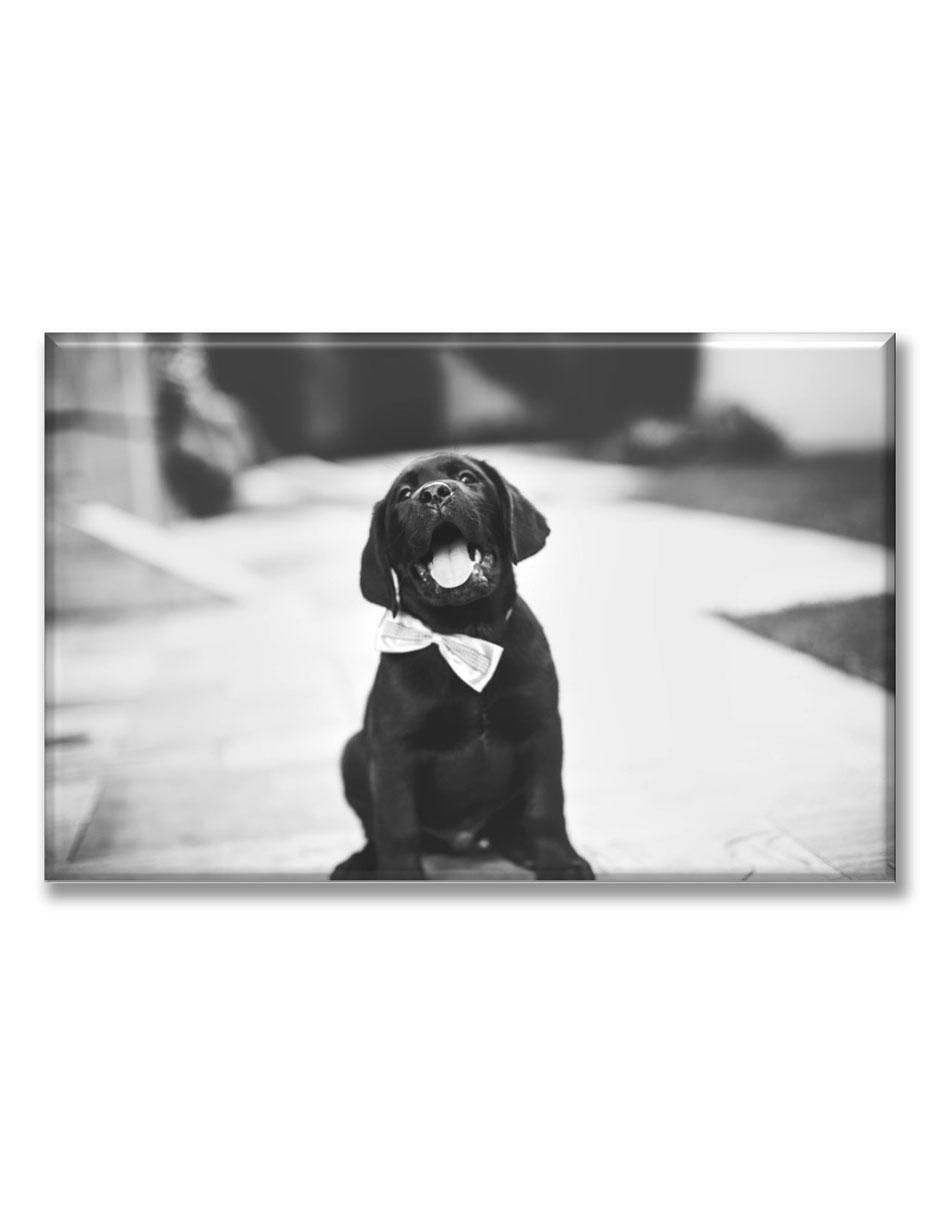 Cuadro decorativo Cachorro con moño Cuadro decorativo Cachorro con moño