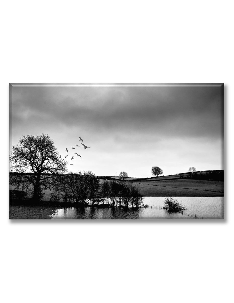 Cuadro decorativo Bosque blanco y negro Cuadro decorativo Bosque blanco y negro