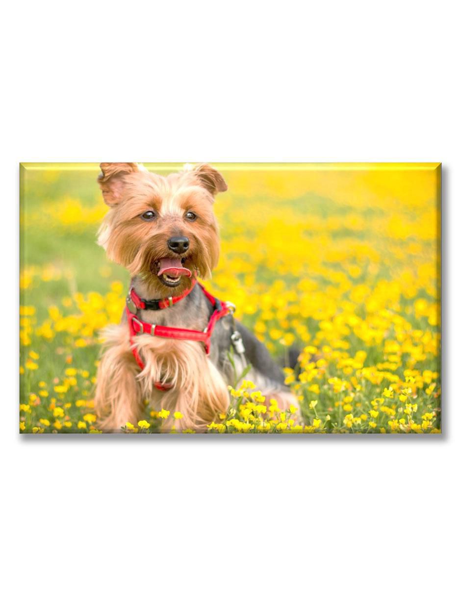 Cuadro decorativo Yorkshire terrier en el pasto
