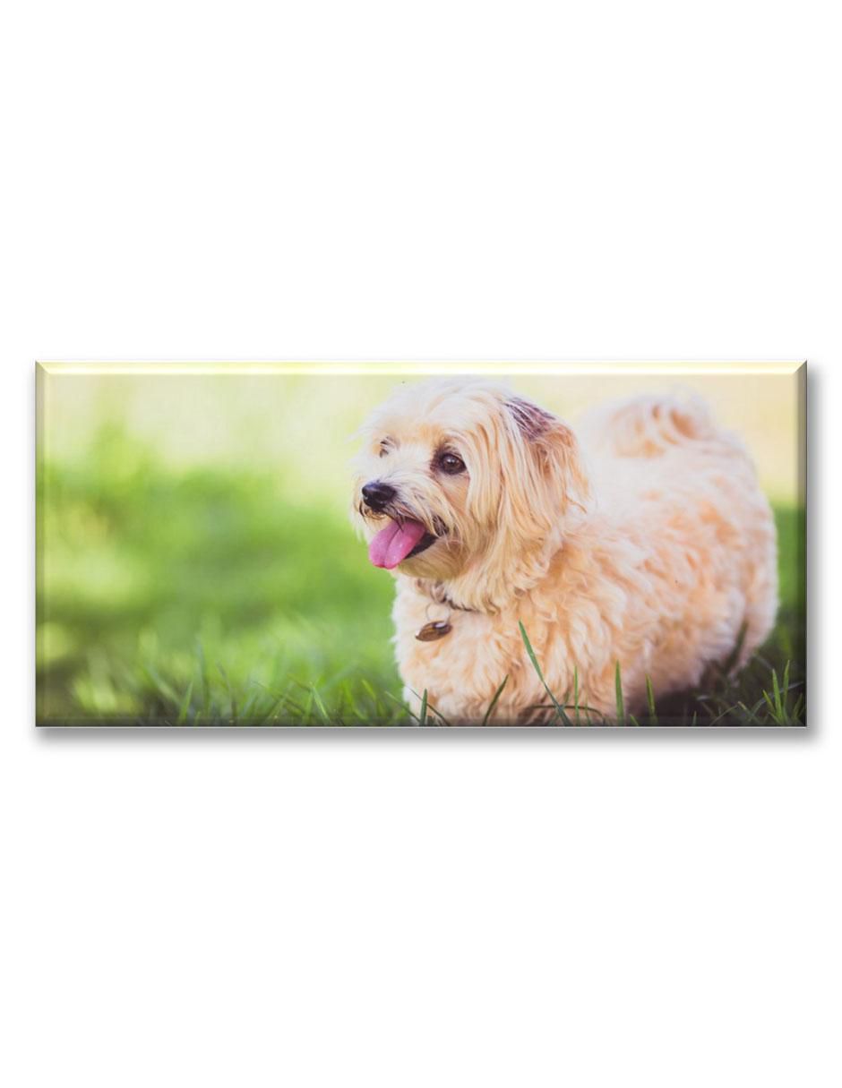 Cuadro decorativo Dandie terrier