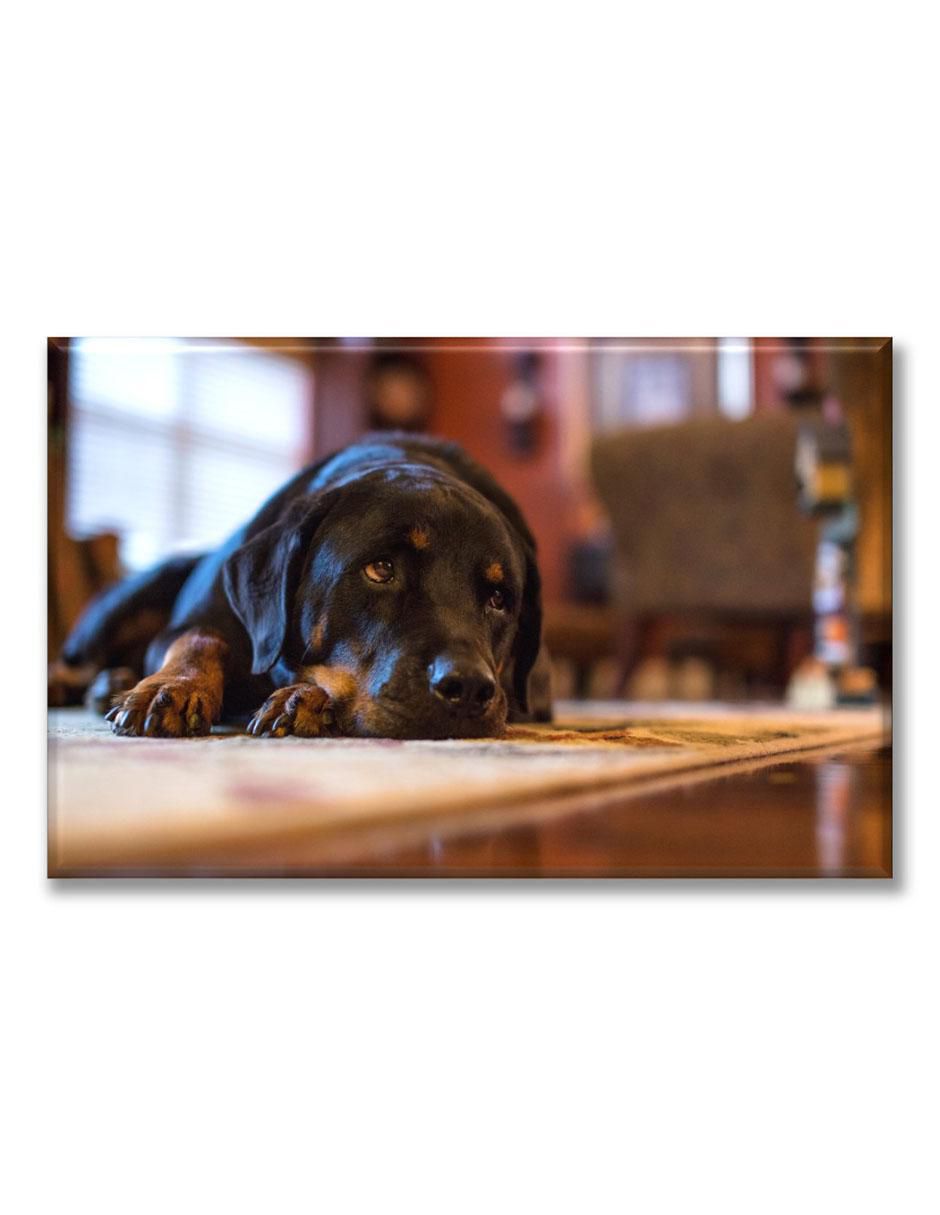 Cuadro decorativo Rottweiler acostado Cuadro decorativo Rottweiler acostado