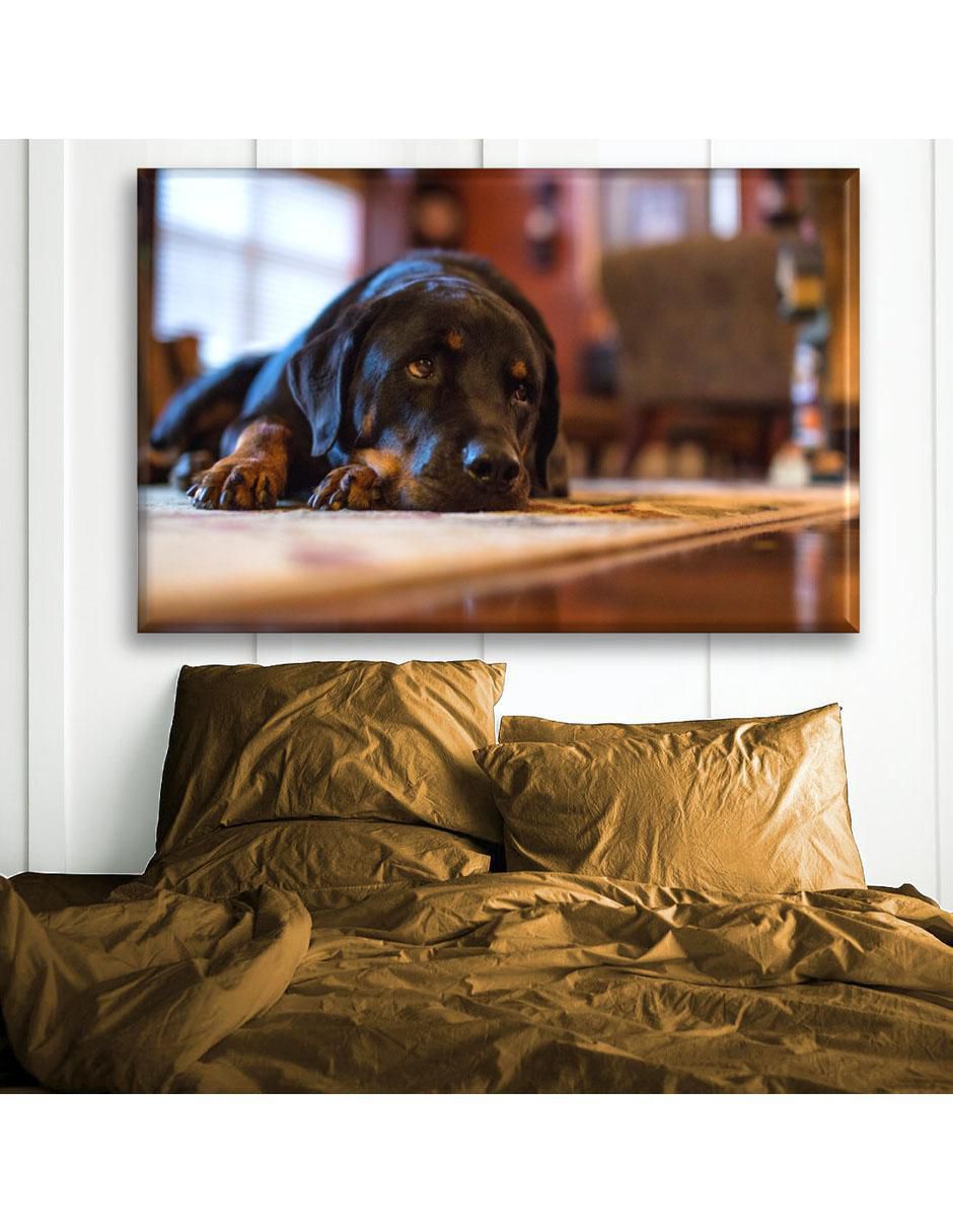Cuadro decorativo Rottweiler acostado 4