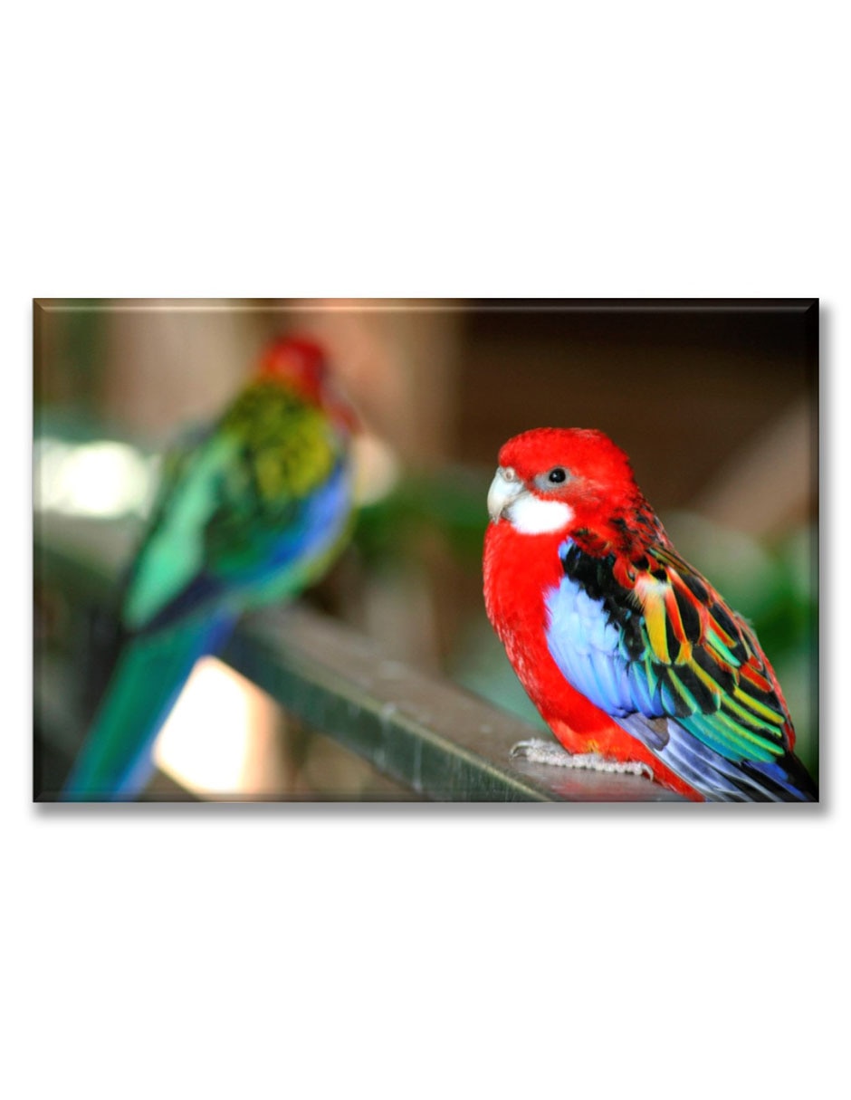 Cuadro decorativo Perico elegante Cuadro decorativo Perico elegante