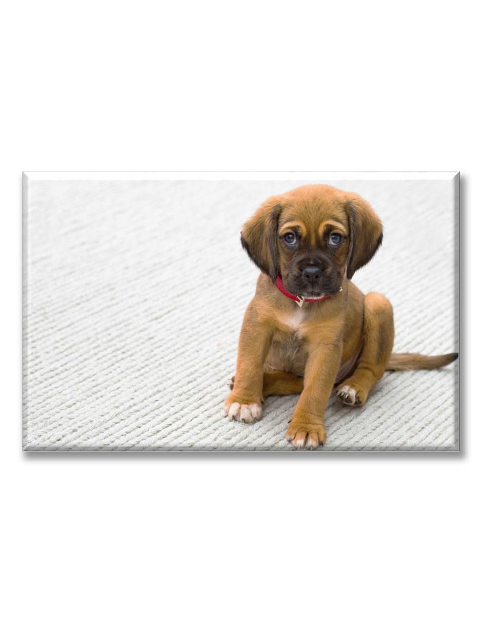 Cuadro decorativo Cachorro bóxer