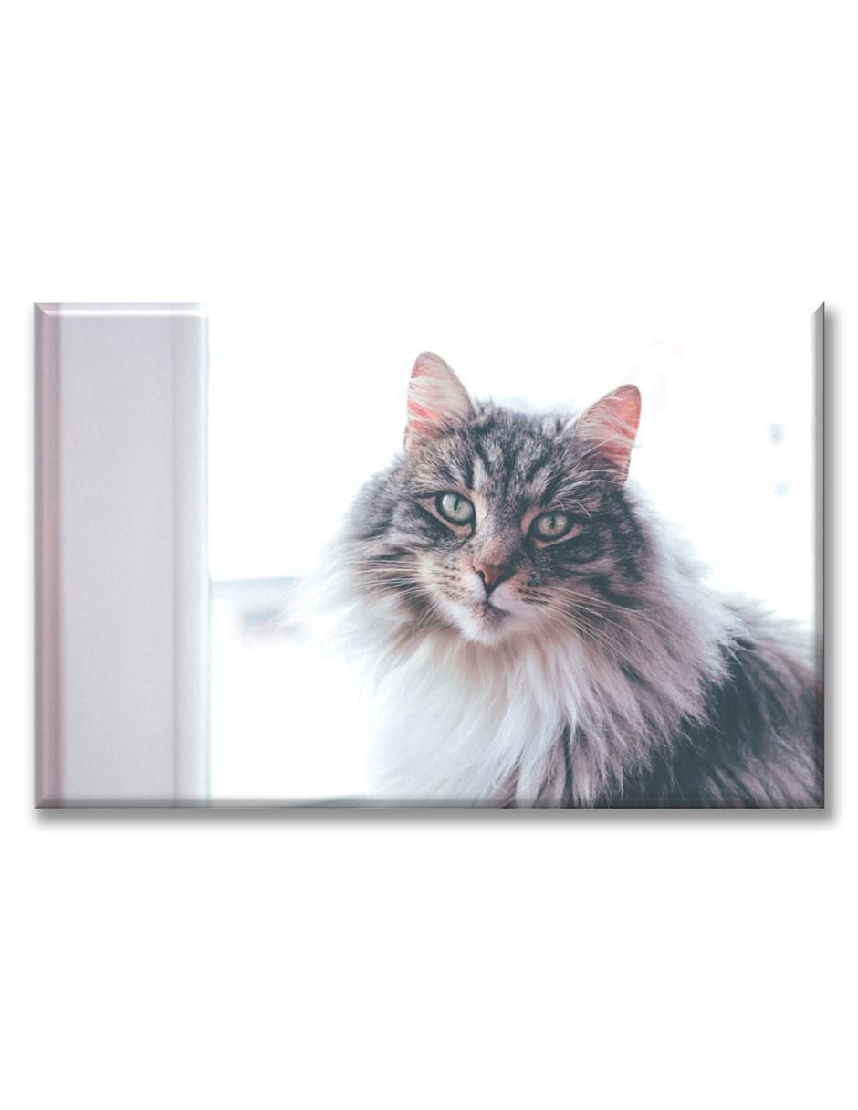 Cuadro decorativo Gato de pelaje largo