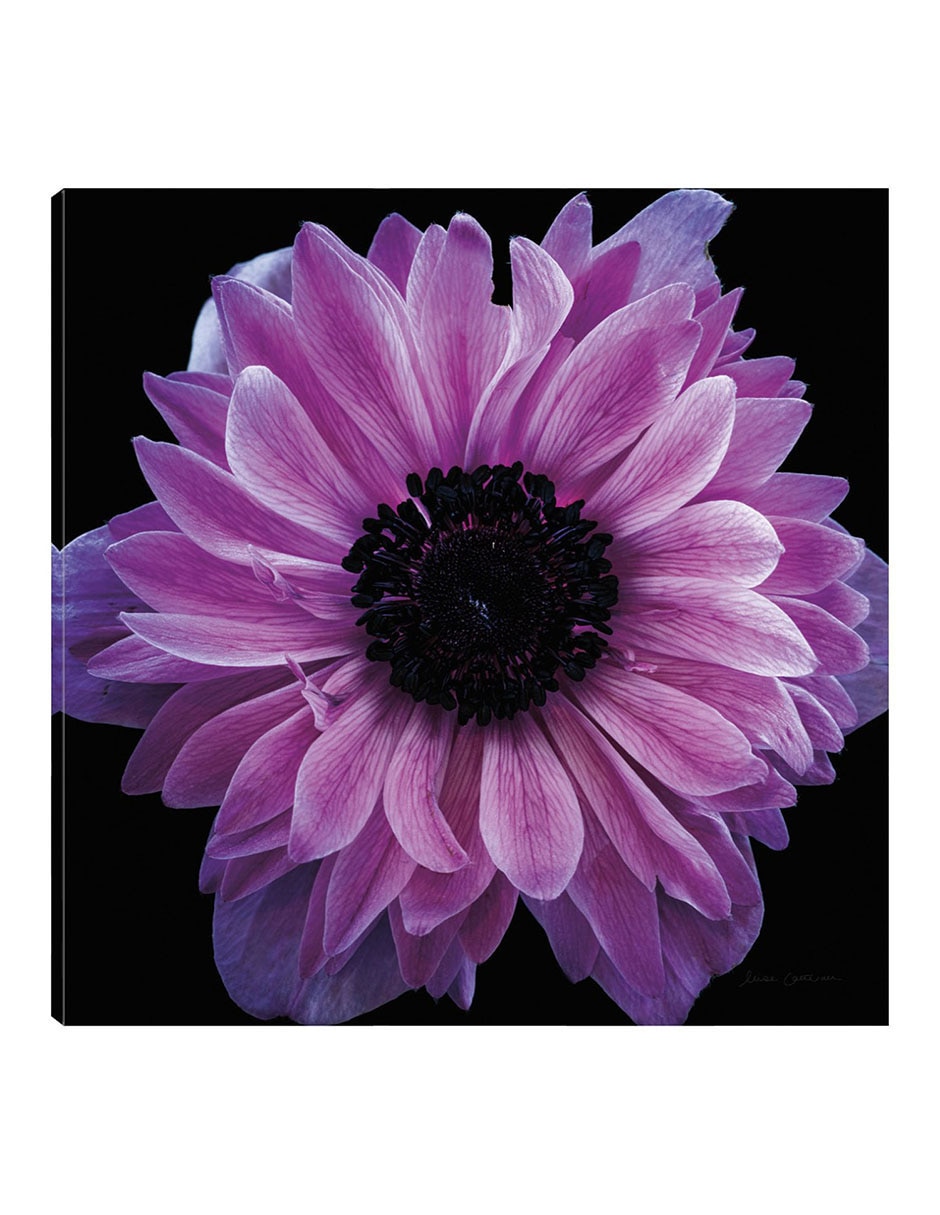 Cuadro decorativo Cosecha de anémona morada técnica mixta Floración