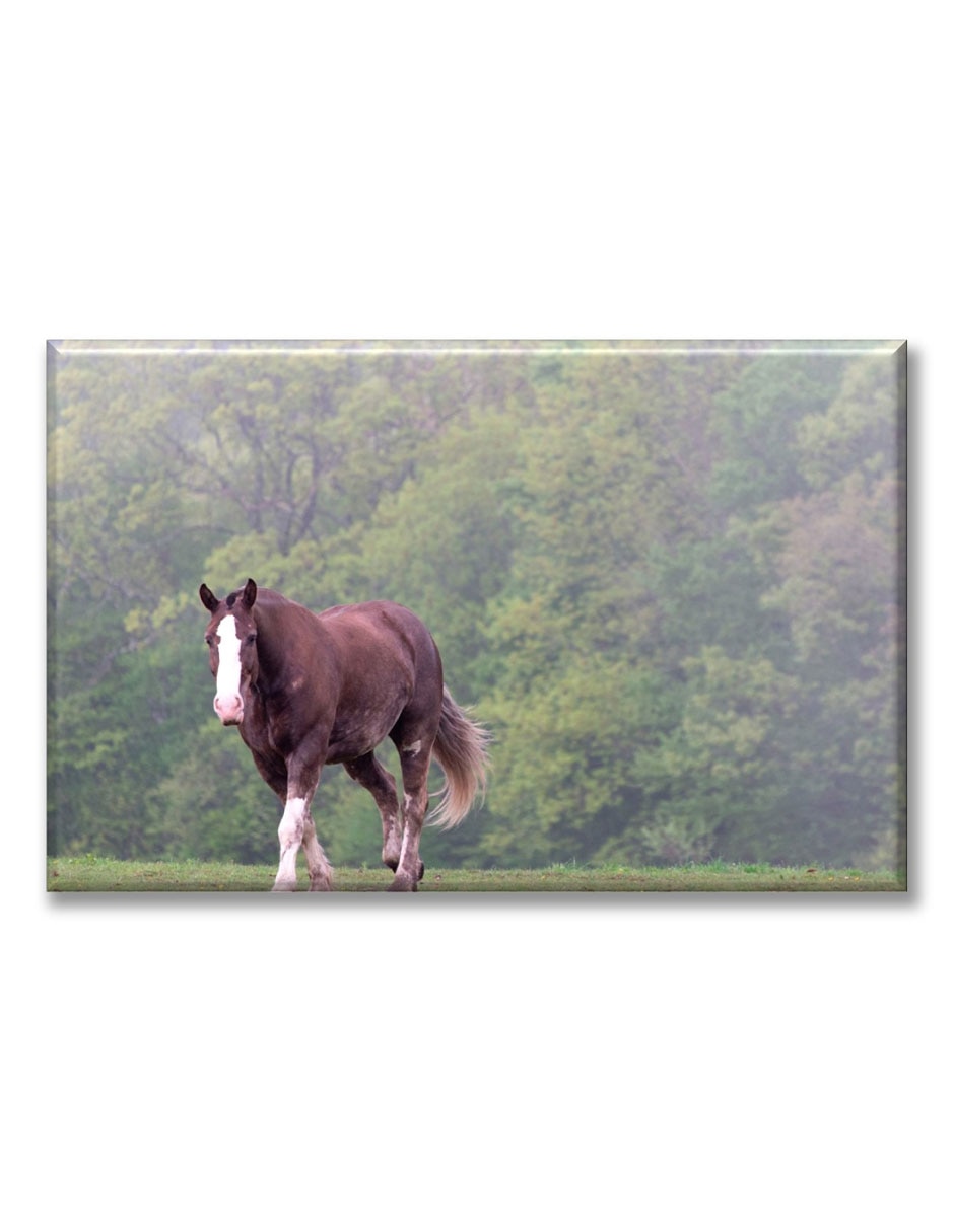 Cuadro decorativo Caballo caminando