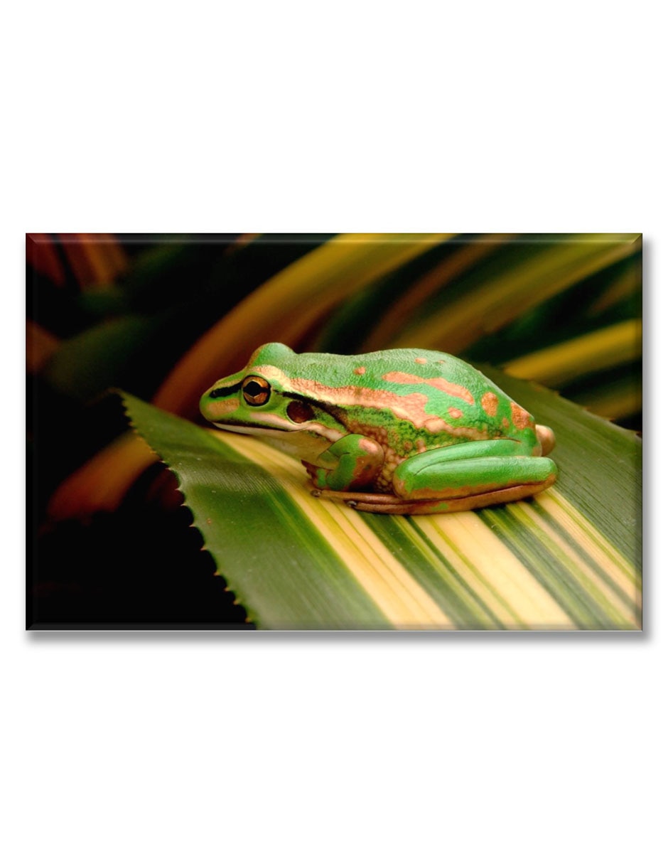 Cuadro decorativo Rana en una hoja Cuadro decorativo Rana en una hoja