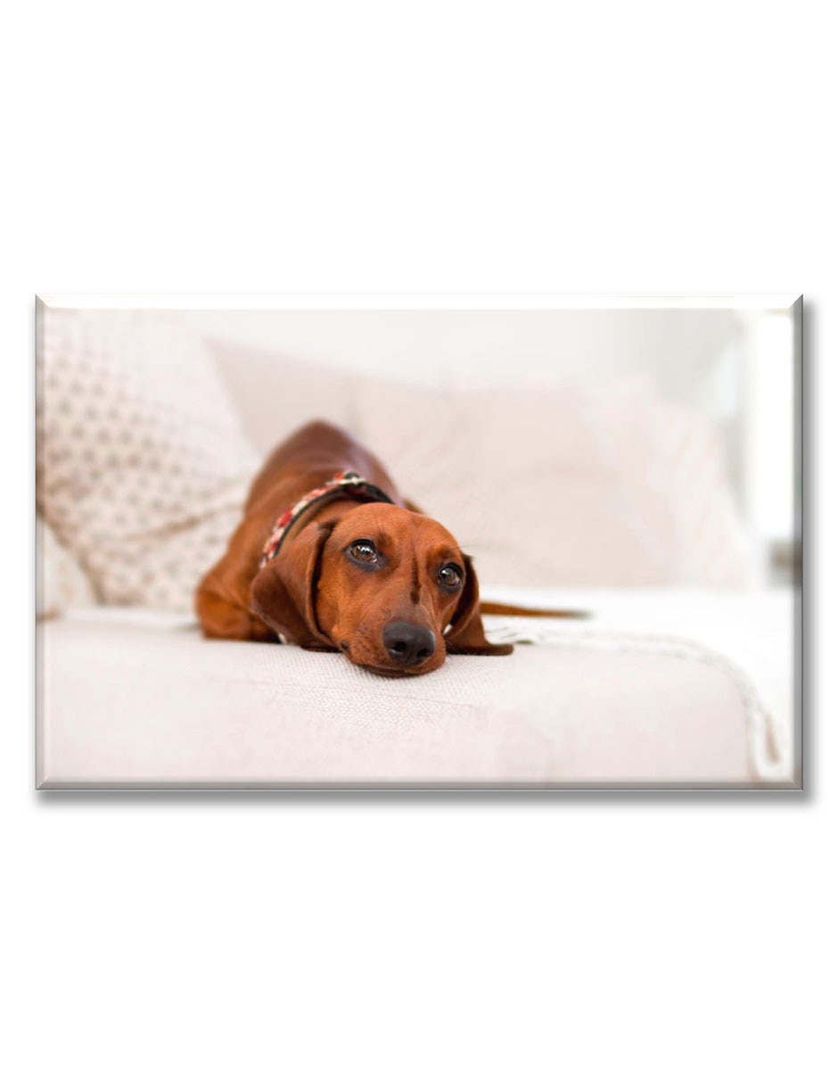 Cuadro decorativo Perrito salchicha