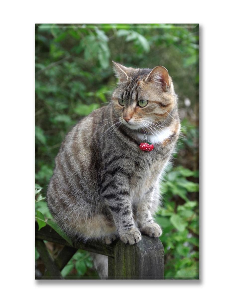 Cuadro decorativo Gato en barandal