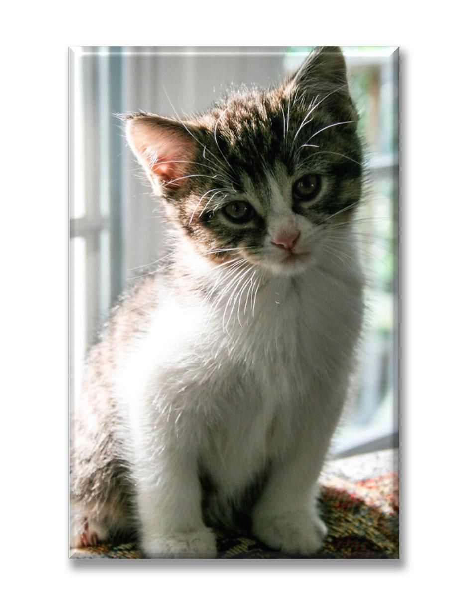 Cuadro decorativo Gatito curioso Cuadro decorativo Gatito curioso