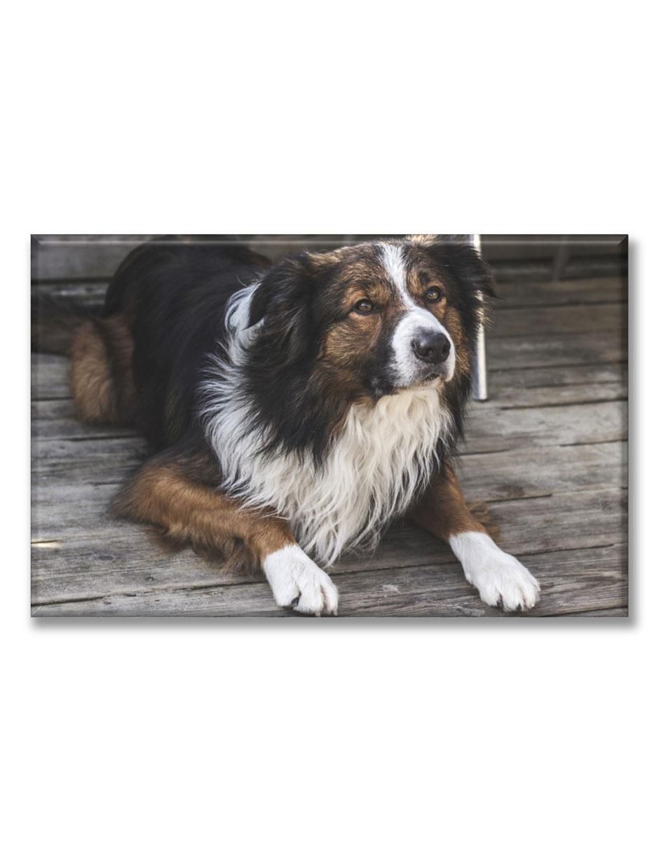 Cuadro decorativo Border collie Cuadro decorativo Border collie