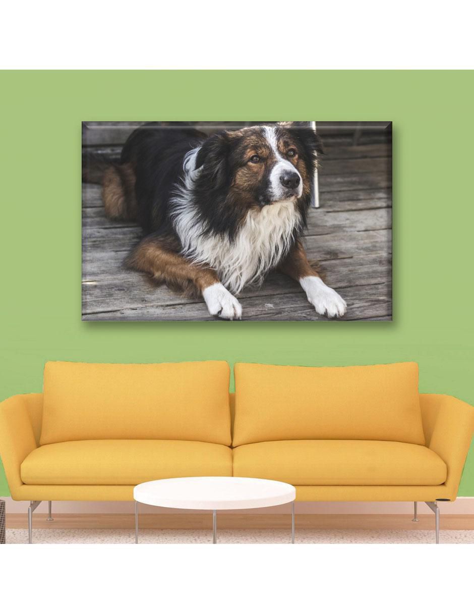 Cuadro decorativo Border collie 3