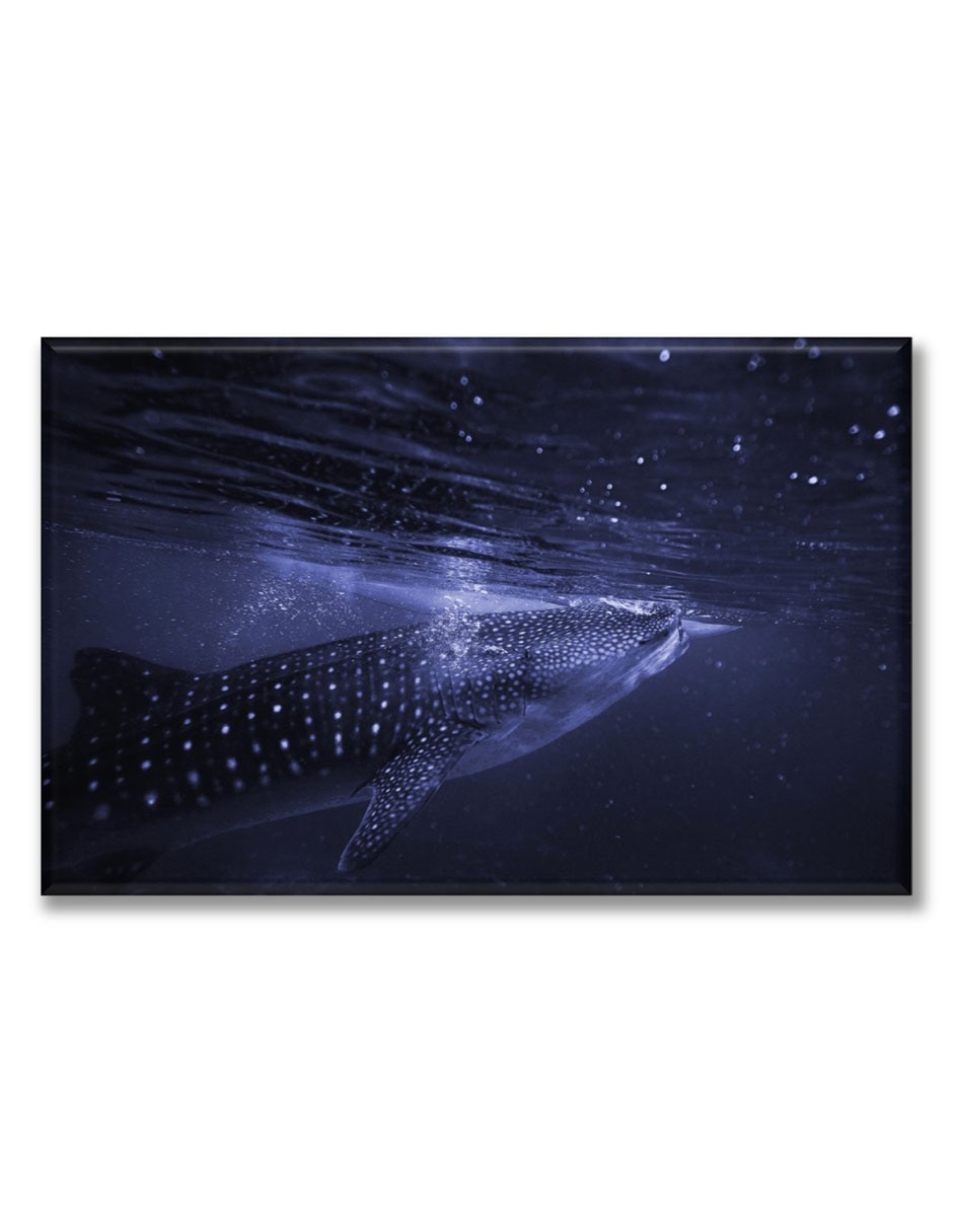 Cuadro decorativo Tiburón ballena Cuadro decorativo Tiburón ballena