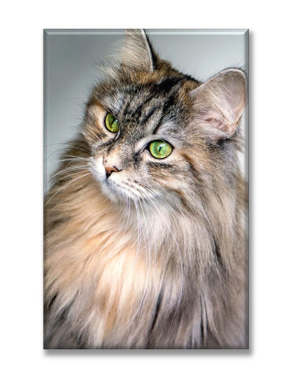 Cuadro decorativo Gato doméstico