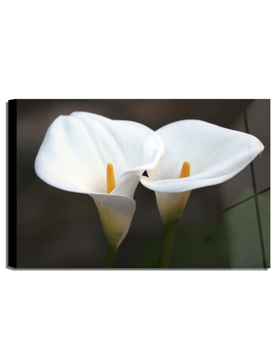 Litografía Flores técnica acrílico