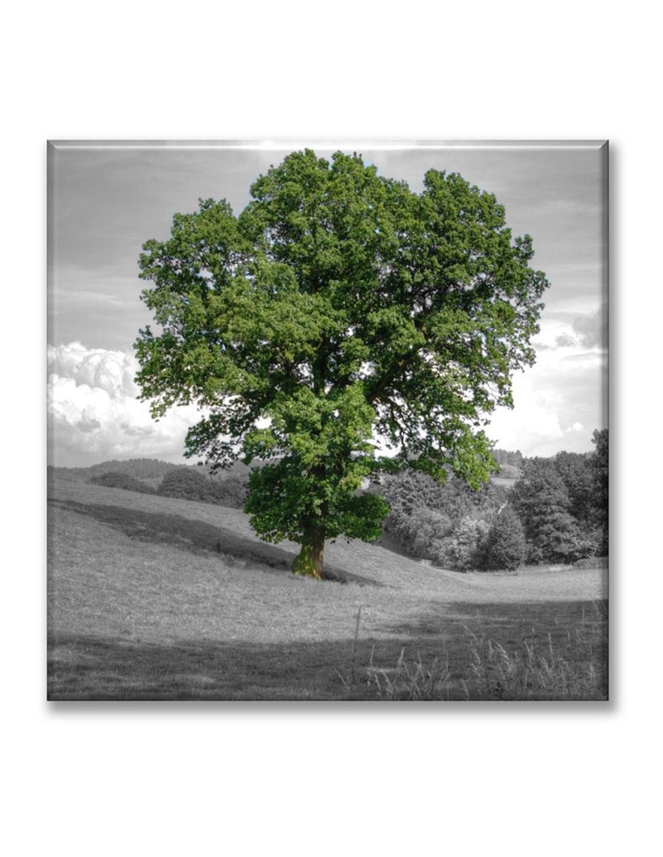 Cuadro decorativo Árbol