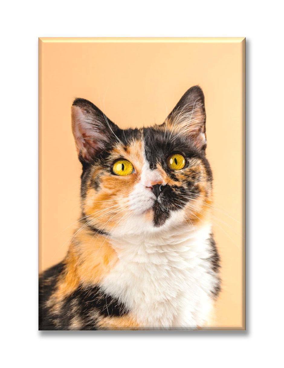 Cuadro decorativo Gato calico Cuadro decorativo Gato calico