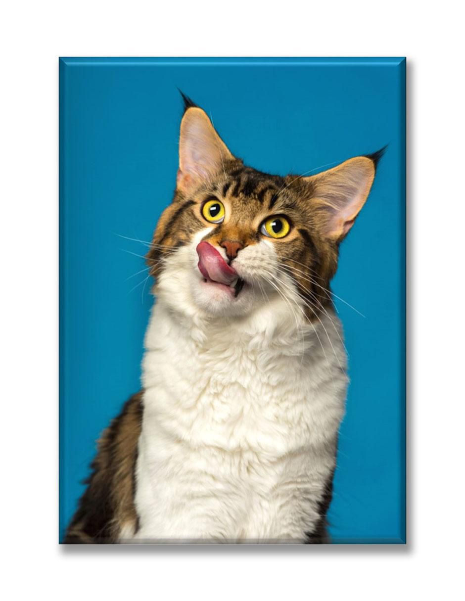 Cuadro decorativo Maine coon gato Cuadro decorativo Maine coon gato