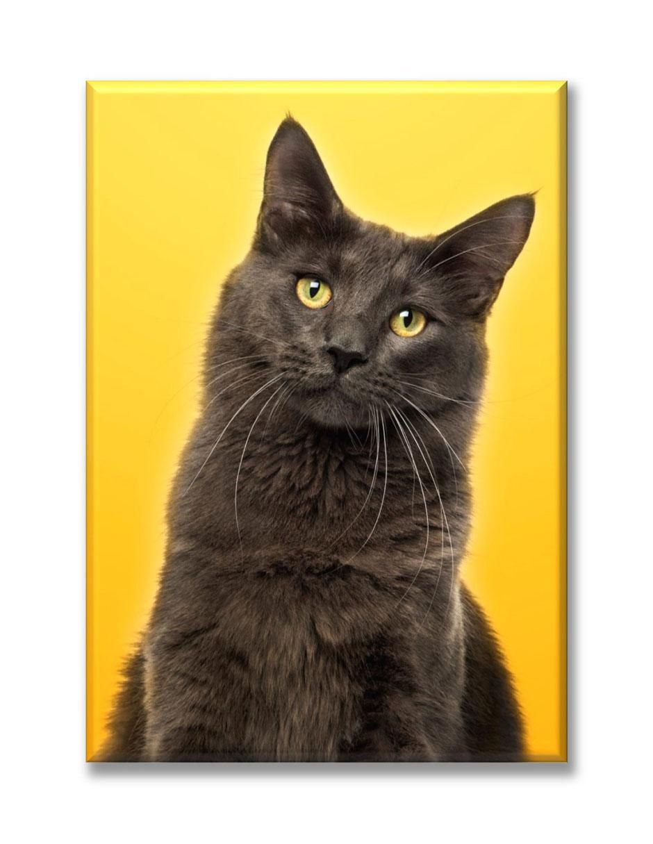 Cuadro decorativo Gato fondo amarillo