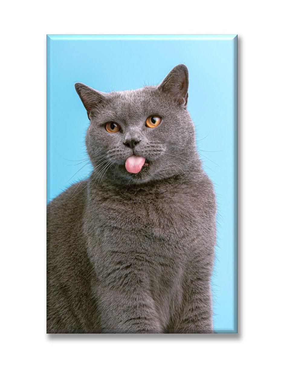 Cuadro decorativo Gato británico