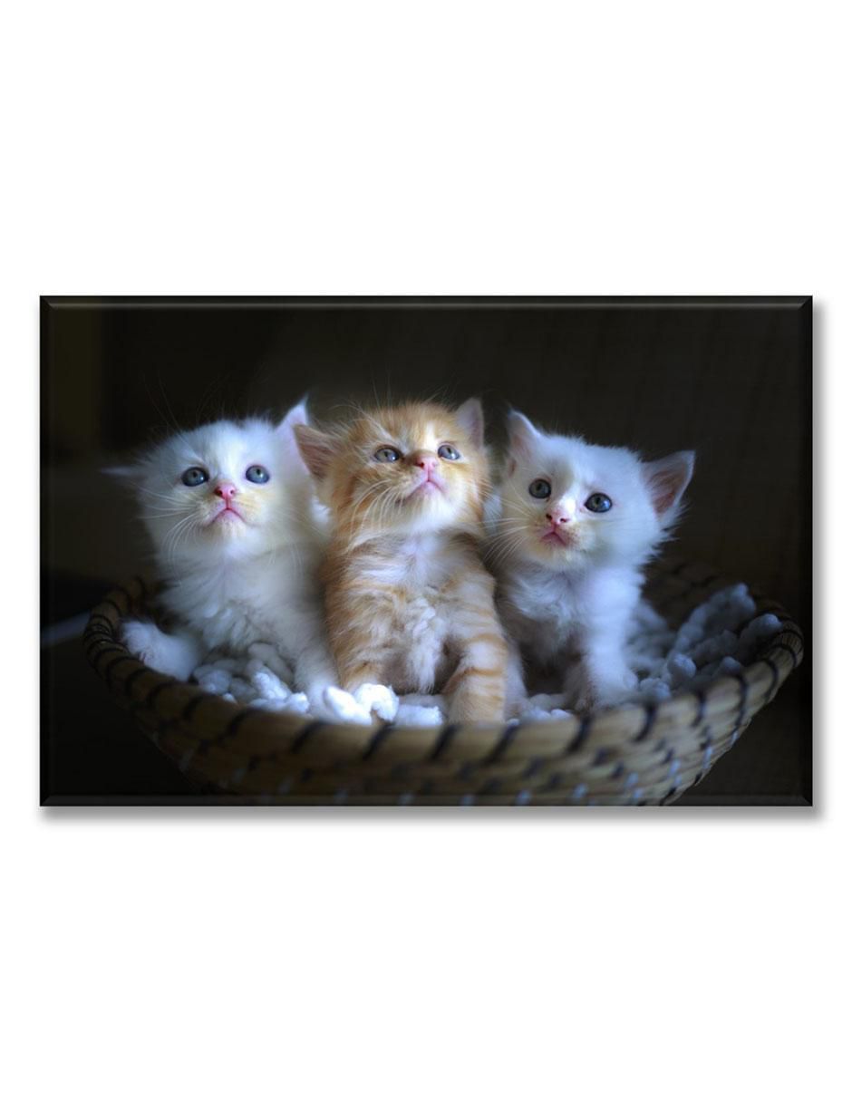 Cuadro decorativo 3 gatitos
