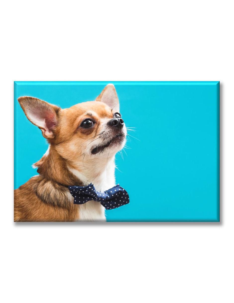 Cuadro decorativo Chihuahua elegante