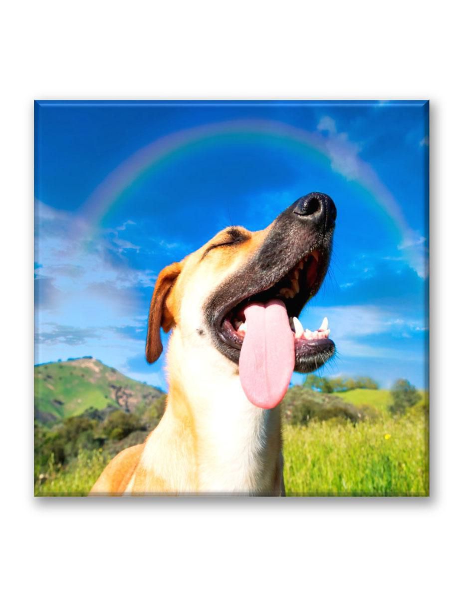 Cuadro decorativo Perro arcoiris