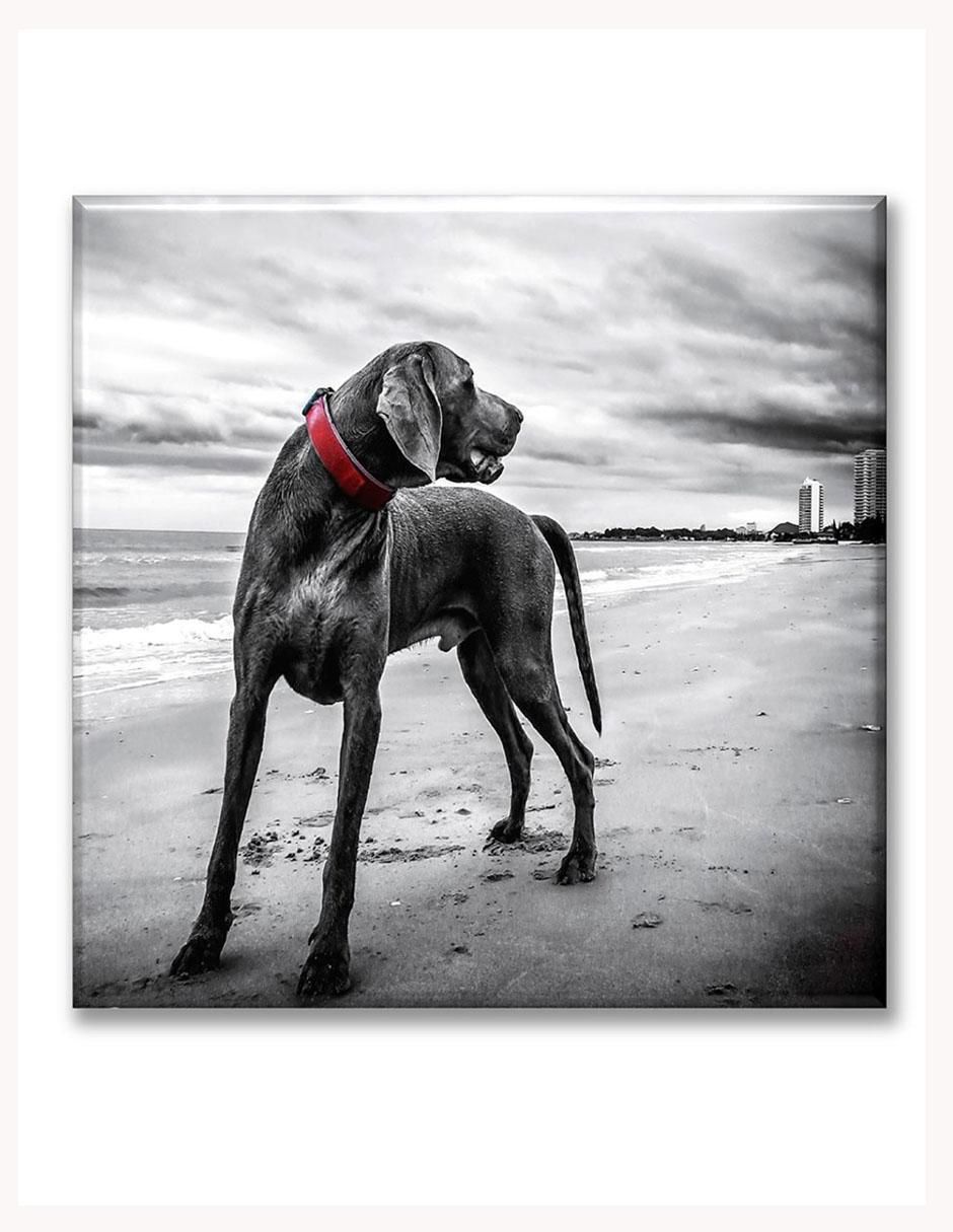 Cuadro decorativo Perro con collar rojo