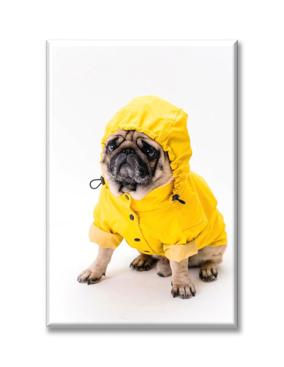 Cuadro decorativo Pug impermeable