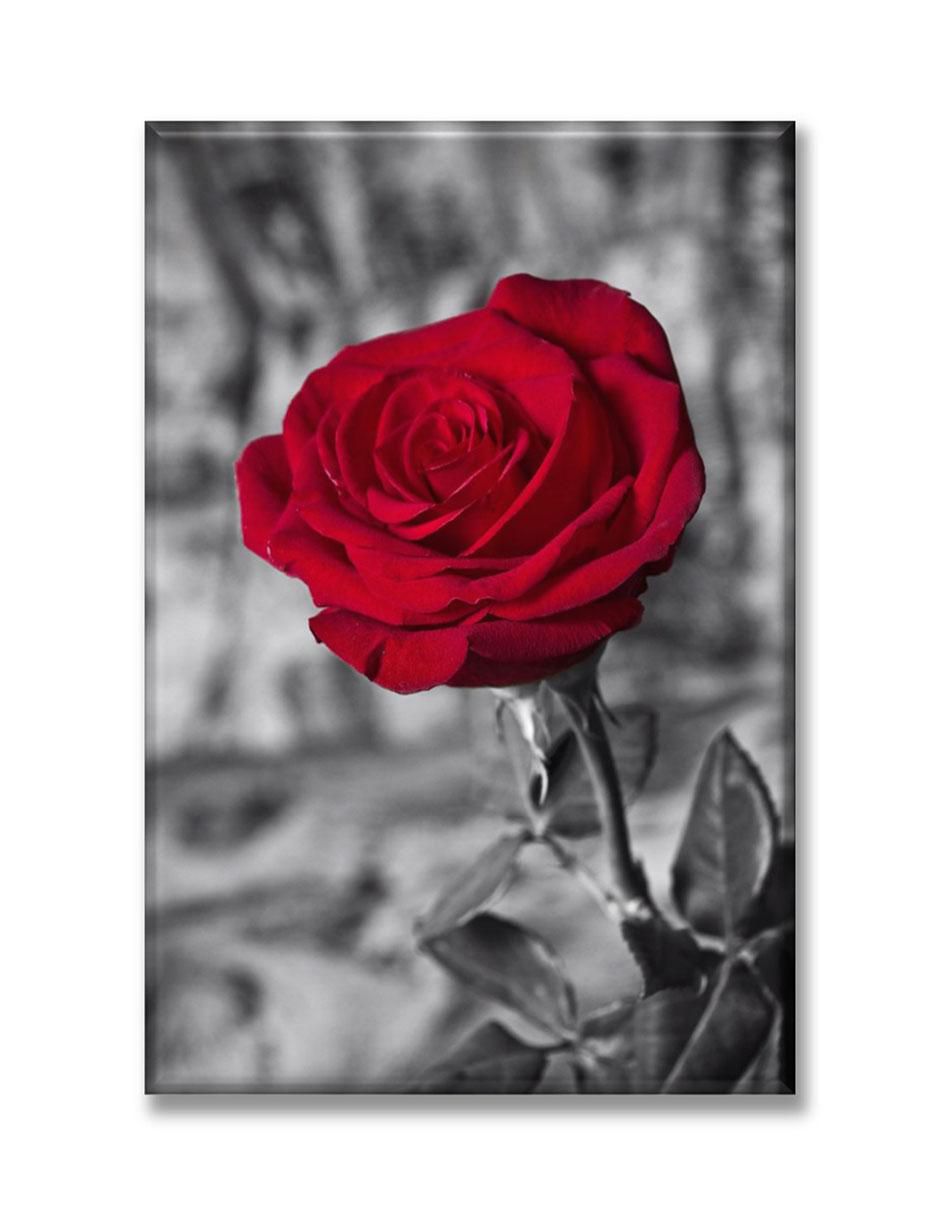 Cuadro decorativo Rosa roja BN
