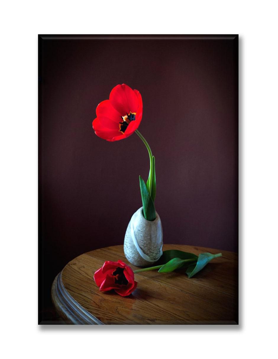 Cuadro decorativo Tulipan rojo Cuadro decorativo Tulipan rojo