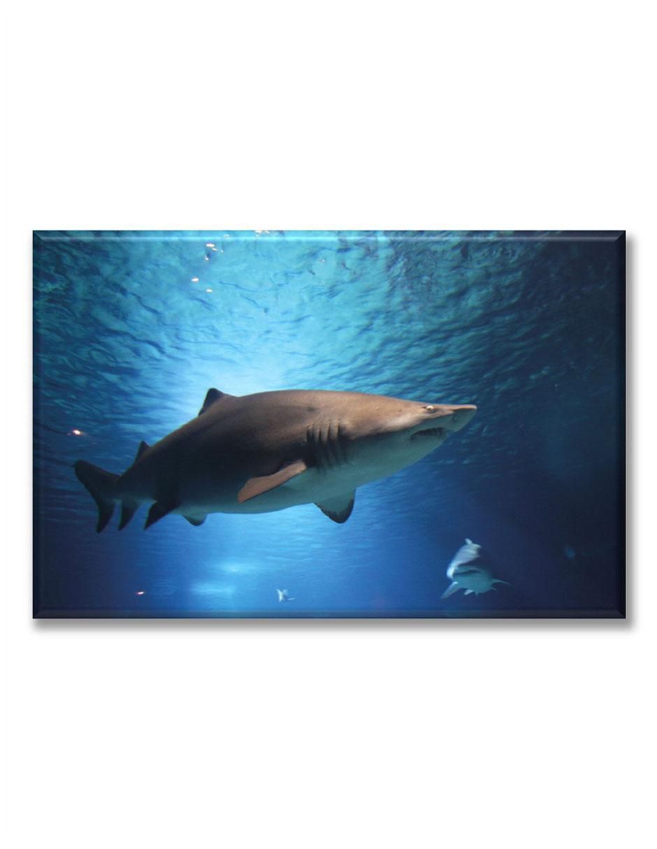 Cuadro decorativo Tiburon