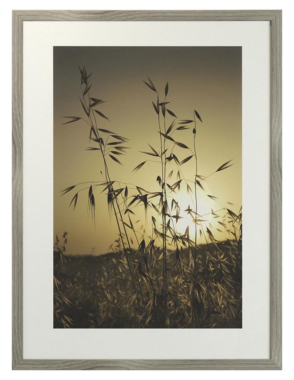 Fotografía Tuscan Fields
